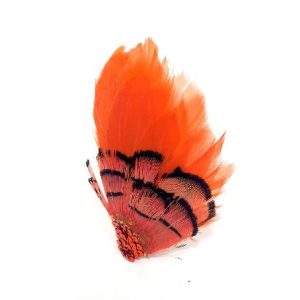 pince en plumes de queue de coq orange