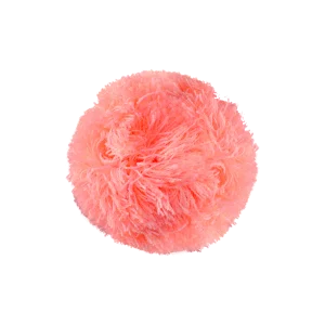 Pompon Coral